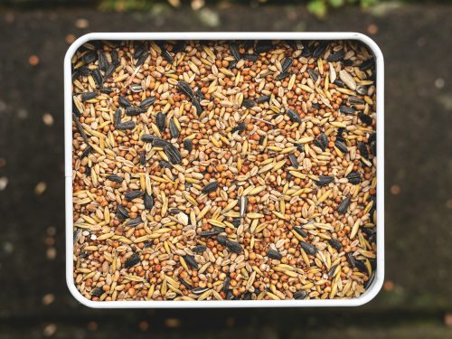 Alimentación de Aves: el Desperdicio de Semillas