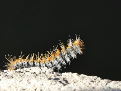 La procesionaria del pino