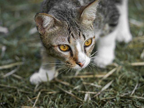 Cuando tu Gato te Trae un “Regalo”