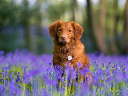 Alergias Caninas en Primavera