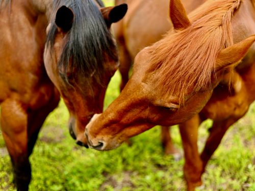 La Fiebre del Fuego en Caballos